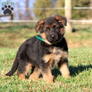 Emily, German Shepherd Puppy