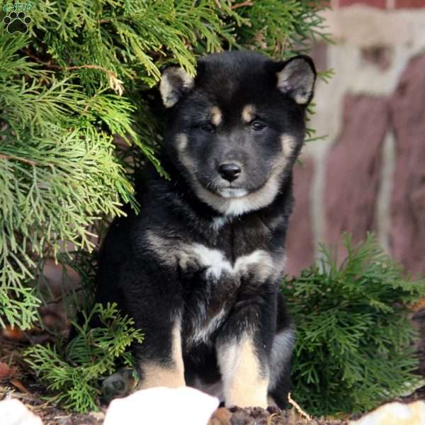 Emma, Shiba Inu Puppy