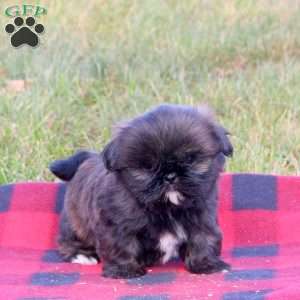 Emma, Shih Tzu Puppy