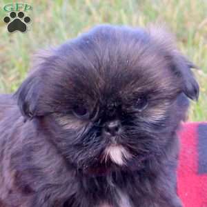 Emma, Shih Tzu Puppy