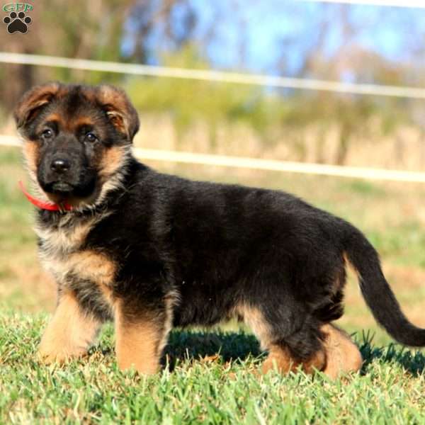 Emma, German Shepherd Puppy