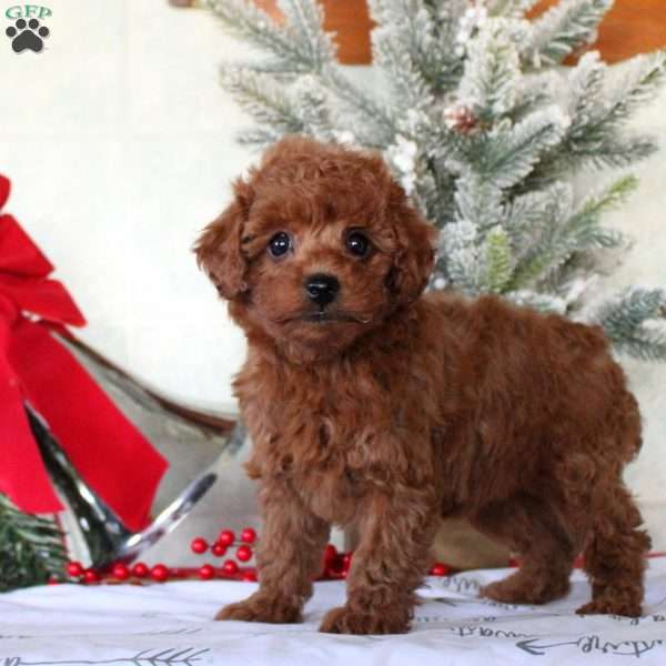 Emma, Toy Poodle Puppy