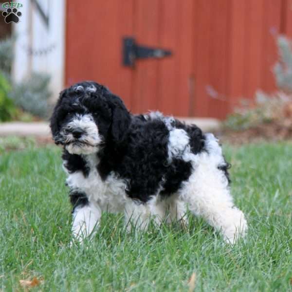 Emma, Miniature Poodle Mix Puppy