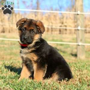 Emma, German Shepherd Puppy