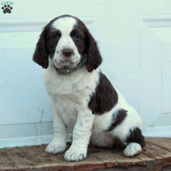 Emmy, English Springer Spaniel Puppy