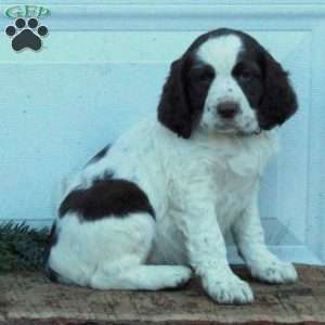 Emmy, English Springer Spaniel Puppy