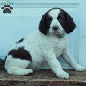 Emmy, English Springer Spaniel Puppy