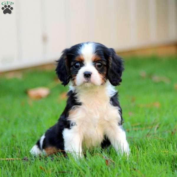 Eric, Cavalier King Charles Spaniel Puppy