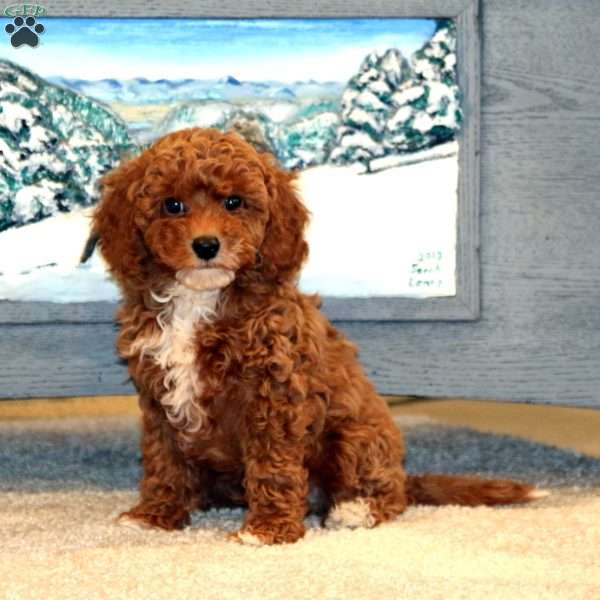 Eric, Miniature Poodle Puppy