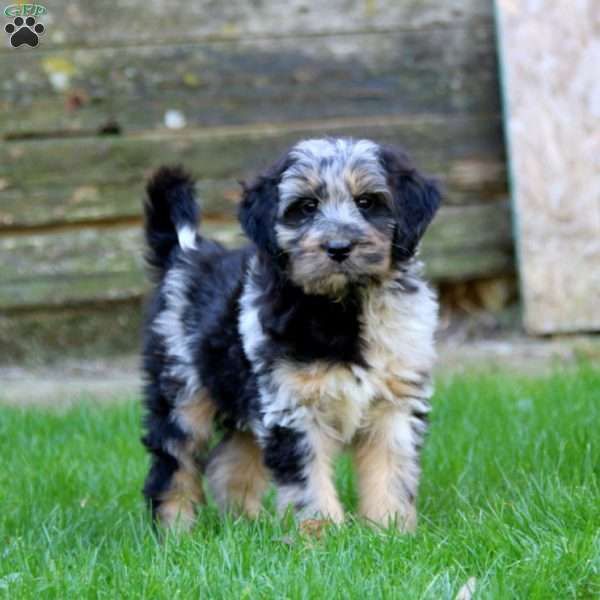 Eric, Miniature Australian Shepherd Mix Puppy