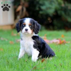 Eric, Cavalier King Charles Spaniel Puppy