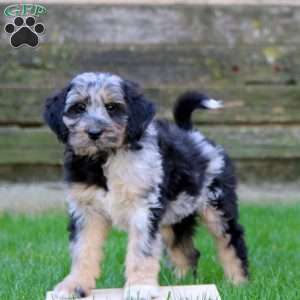 Eric, Miniature Australian Shepherd Mix Puppy