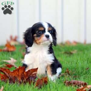 Eric, Cavalier King Charles Spaniel Puppy