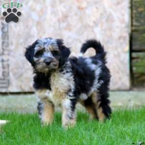 Eric, Miniature Australian Shepherd Mix Puppy