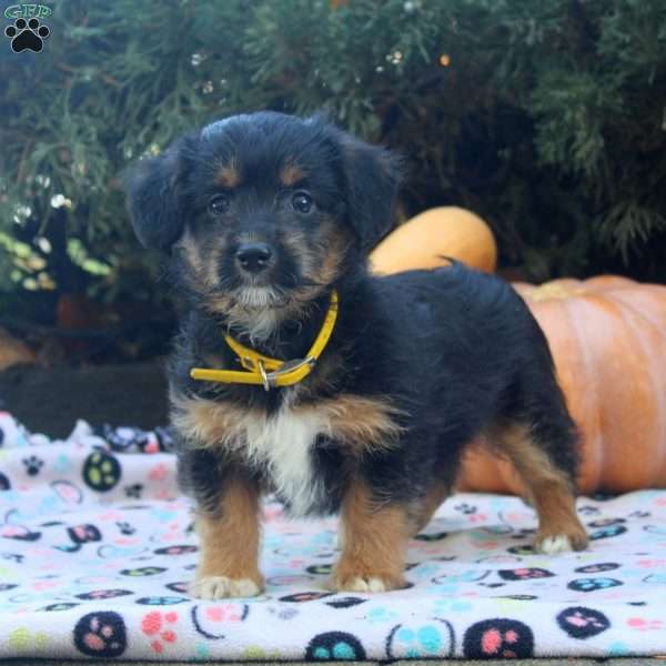 Esther, Corgipoo Puppy