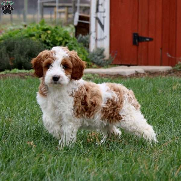 Esther, Miniature Poodle Mix Puppy