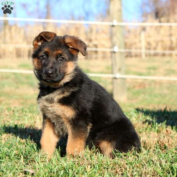 Esther, German Shepherd Puppy