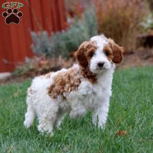 Esther, Miniature Poodle Mix Puppy