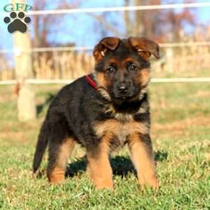 Esther, German Shepherd Puppy