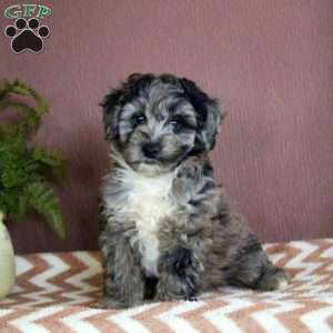 Ethan, Shorkie-Poo Puppy