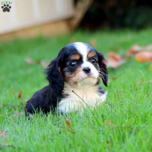 Ethan, Cavalier King Charles Spaniel Puppy