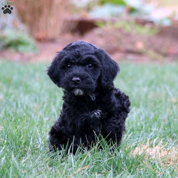 Ethan, Miniature Poodle Mix Puppy