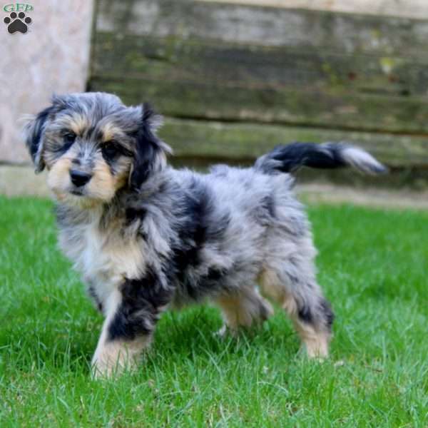 Ethan, Miniature Australian Shepherd Mix Puppy