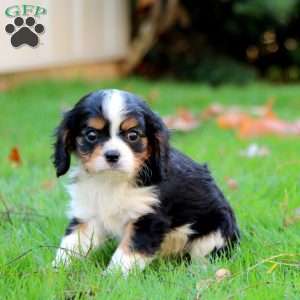 Ethan, Cavalier King Charles Spaniel Puppy