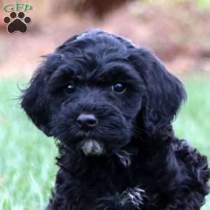 Ethan, Miniature Poodle Mix Puppy