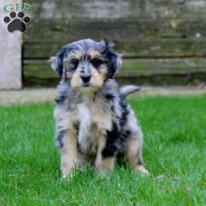 Ethan, Miniature Australian Shepherd Mix Puppy