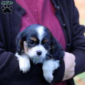 Ethan, Cavalier King Charles Spaniel Puppy