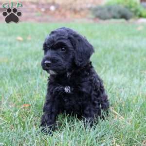 Ethan, Miniature Poodle Mix Puppy