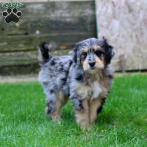 Ethan, Miniature Australian Shepherd Mix Puppy