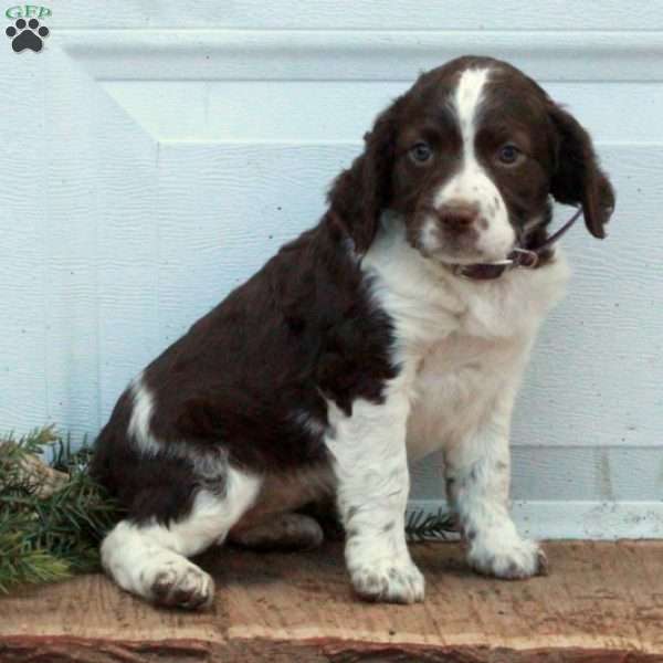 Eva, English Springer Spaniel Puppy