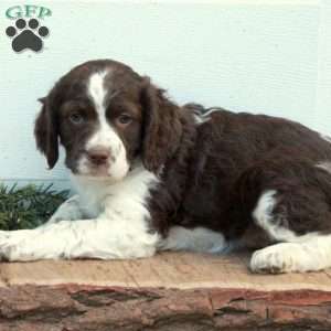 Eva, English Springer Spaniel Puppy