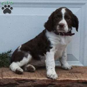 Eva, English Springer Spaniel Puppy