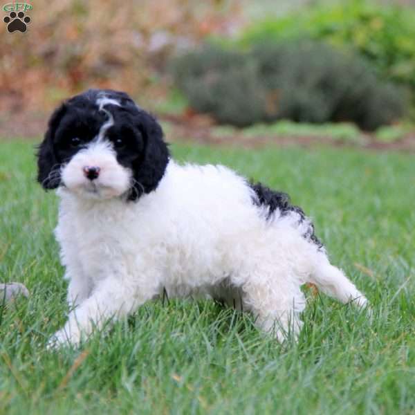 Eva, Miniature Poodle Mix Puppy