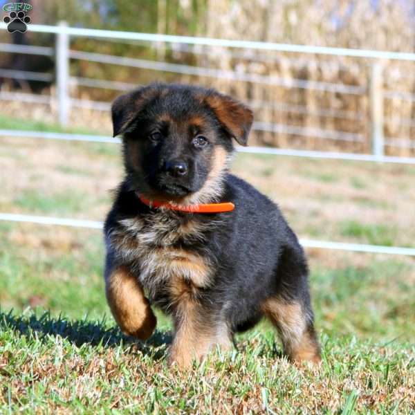 Eva, German Shepherd Puppy