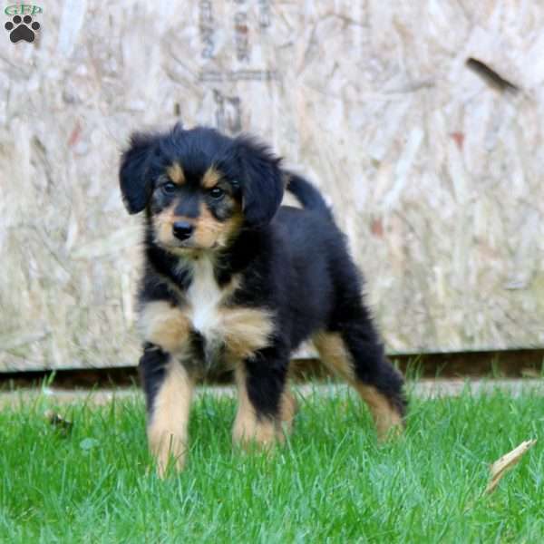 Eva, Miniature Australian Shepherd Mix Puppy