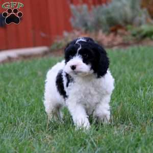 Eva, Miniature Poodle Mix Puppy