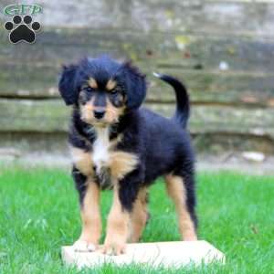 Eva, Miniature Australian Shepherd Mix Puppy