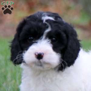 Eva, Miniature Poodle Mix Puppy