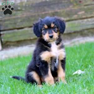 Eva, Miniature Australian Shepherd Mix Puppy