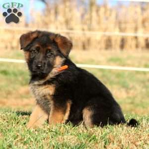 Eva, German Shepherd Puppy