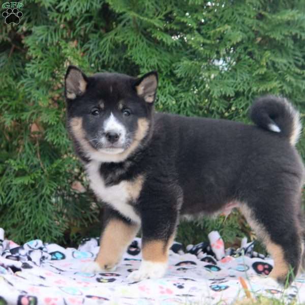 Evan, Shiba Inu Puppy