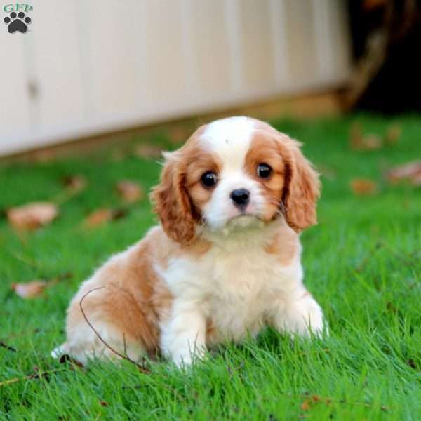 Evan, Cavalier King Charles Spaniel Puppy