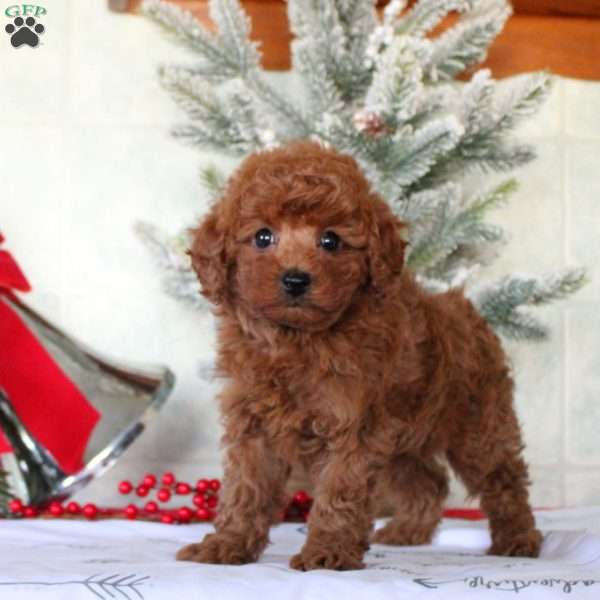 Evan, Toy Poodle Puppy