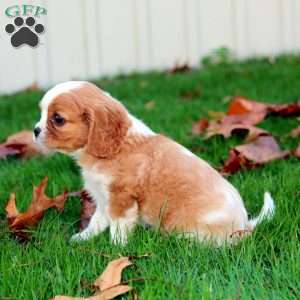 Evan, Cavalier King Charles Spaniel Puppy