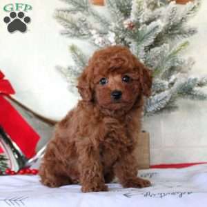 Evan, Toy Poodle Puppy