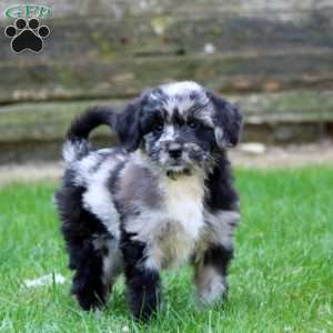 Evan, Miniature Australian Shepherd Mix Puppy